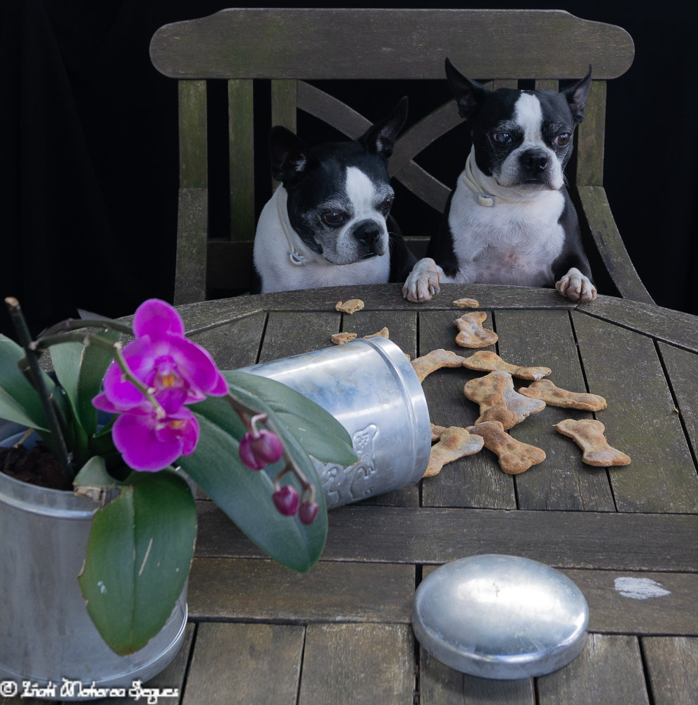 Galletas para perros (antimosquitos)